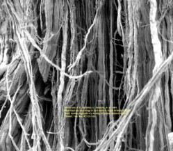 Before fiber structure image